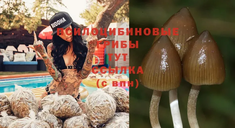 Галлюциногенные грибы Cubensis  Тобольск 